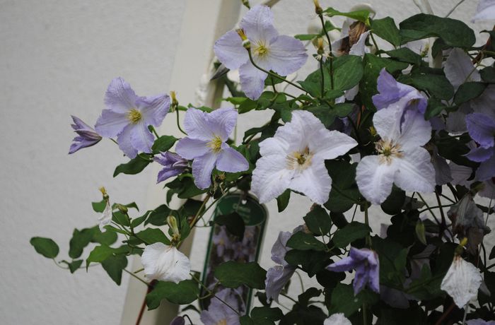 clematis Blue Angel