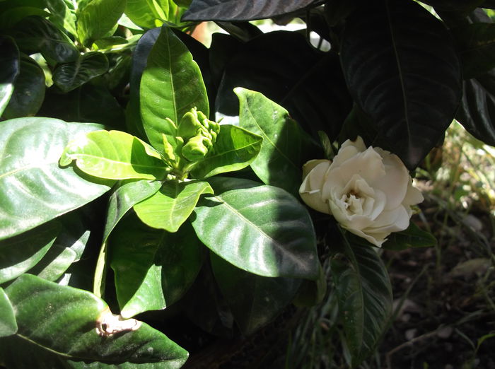 DSCF2700