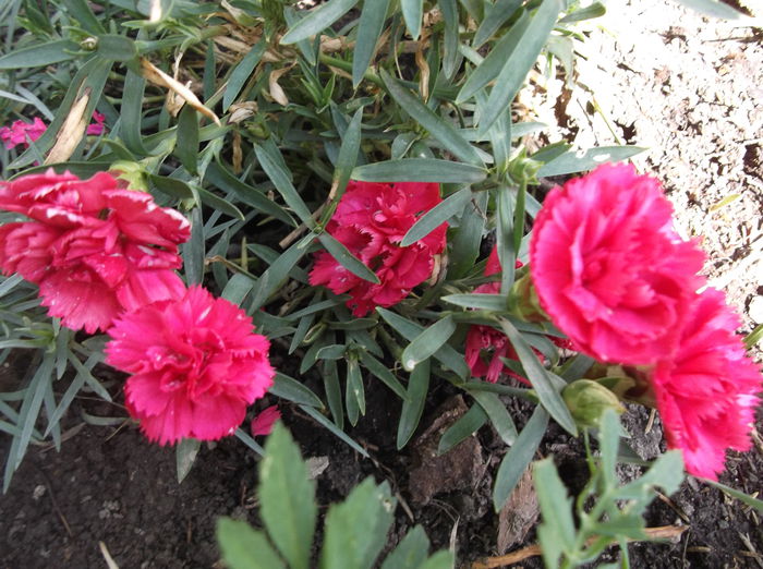 DSCF2704