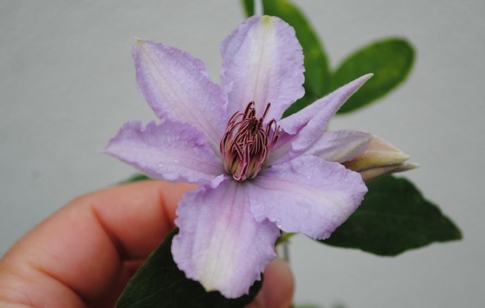 clematis Marmori