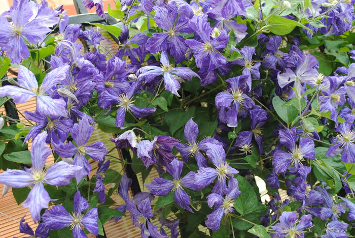 clematis Tie Dye