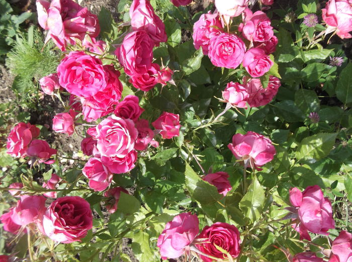 DSCF2747 - flori