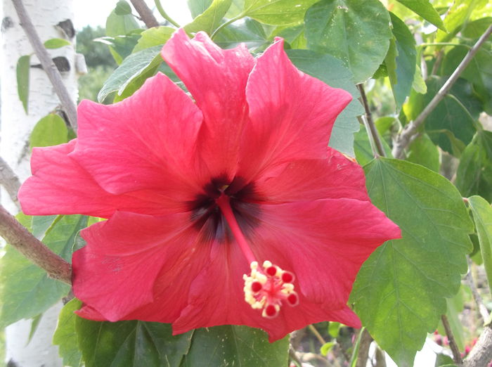 DSCF2754 - flori