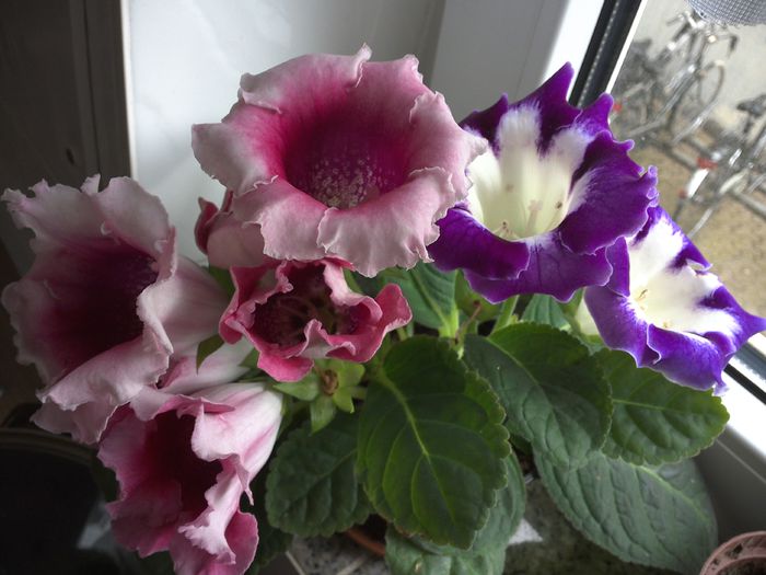 WIN_20150627_113320 - gloxinia