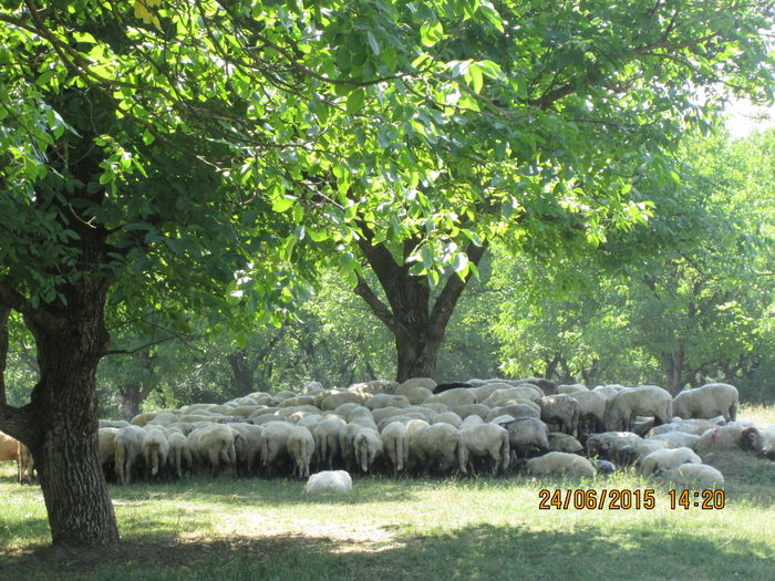 IMG_3349 - La tara in iunie 2015