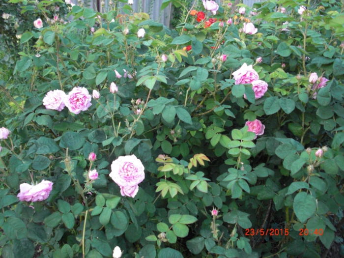 trandafiri de dulceata1 - Gradina Casa si Plante Rare sau Deosebite pentru Sanatate2