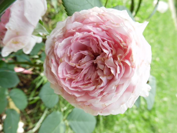 156 - engl Abraham darby