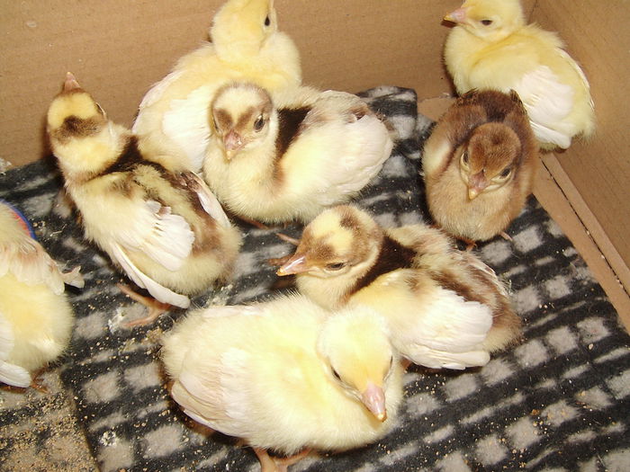 IMG_5192 - Pui Pauni 2015