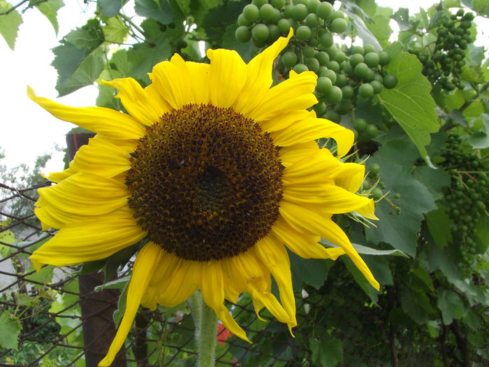floarea soarelui decorativa - flori in gradina