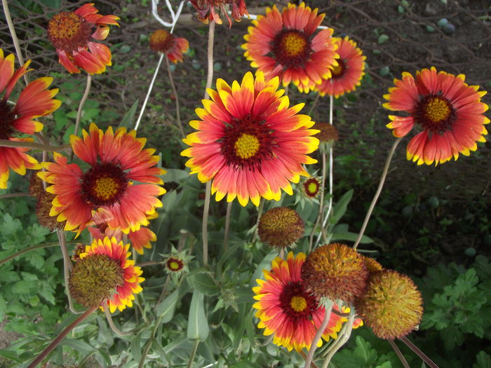 gaillardia aristata 1 - flori in gradina