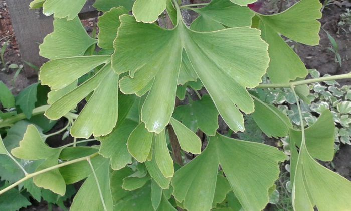 036; ginkgo  biloba mare
