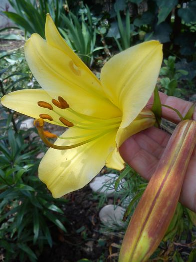 multumesc d-na ileana