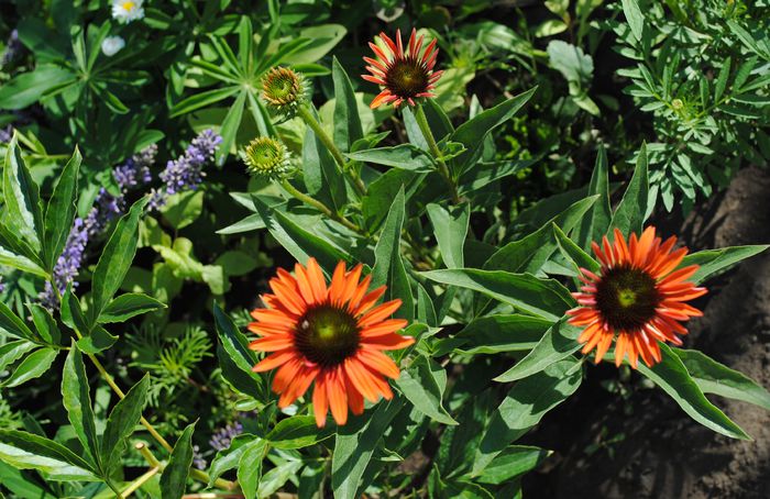 Echinacea Hot Lava