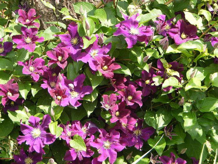 Clematis Warszawska Nike - Iunie 2015