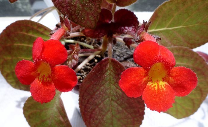 Country Clown - Episcia