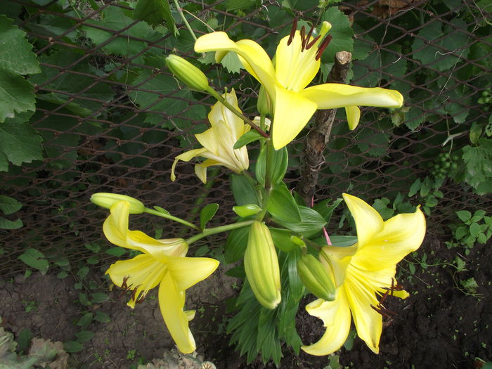 Yellow Power - flori in gradina