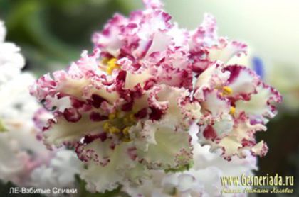 ЛЕ-Взбитые Сливки