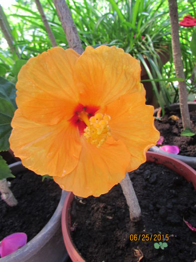 IMG_2011 - hibiscus