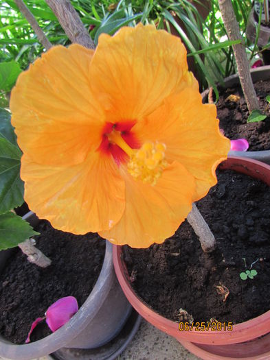 IMG_2012 - hibiscus