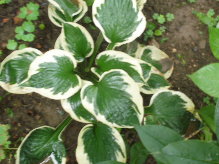 Patriot - Hosta