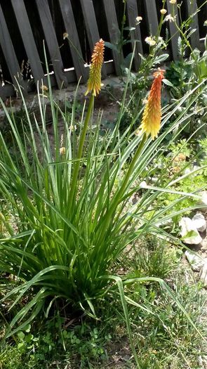 10934022_512291478924465_8720501984084670269_n - Vara 2014-2017