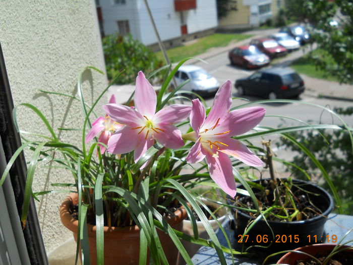 016 - SPLENDORILE VERII 2015