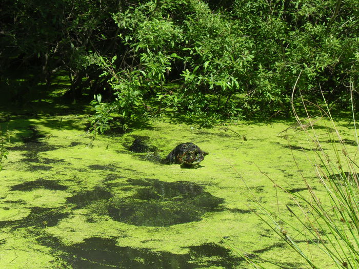 SDC11419 - CATEI DE VANZARE IULIE 2015