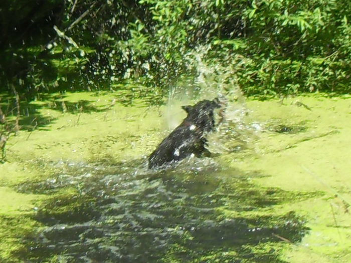 SDC11420 - CATEI DE VANZARE IULIE 2015