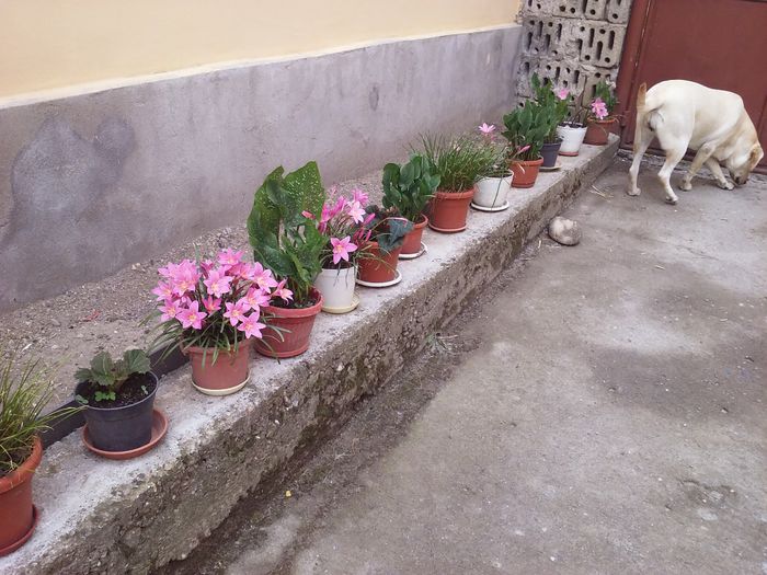 20150620_133956 - Flori din curte