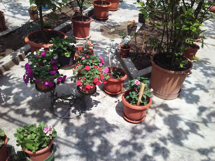 20150620_134317 - Flori din curte