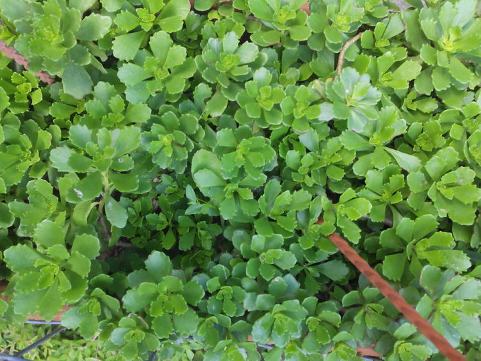 floare grasa galbena Sedum