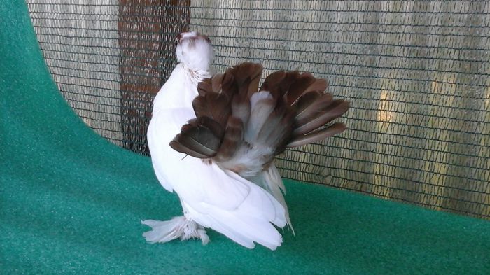 20150627_190012 - Orizonturi pt obtinerea de Nord Caucazian cu coada rosie  red tail pigeons