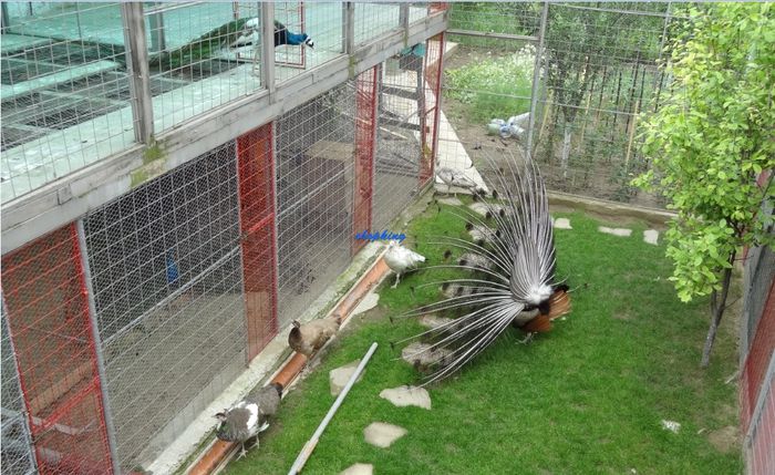 Screenshot - 6_8_2015 , 13_07_56 - D--PAUNI MIX