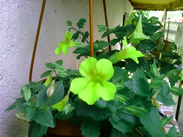 IMG_20150627_184434 - Florile mele