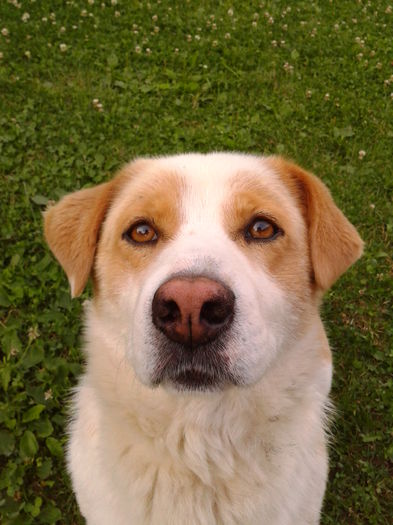 Fotografie0025 - AAAAAAAAA_OSMAN_IN MEMORIAM