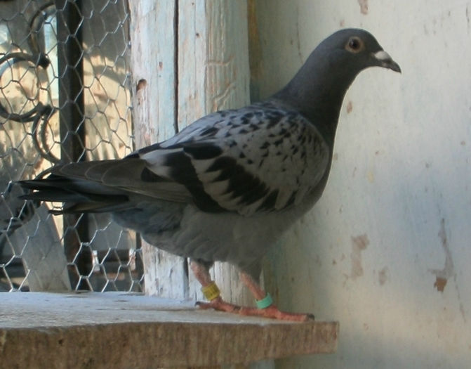 APDC0866