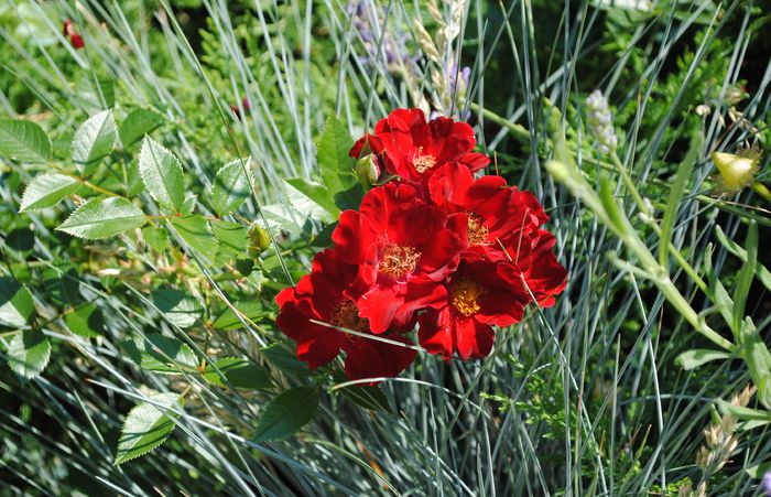 Bienenweide Rot