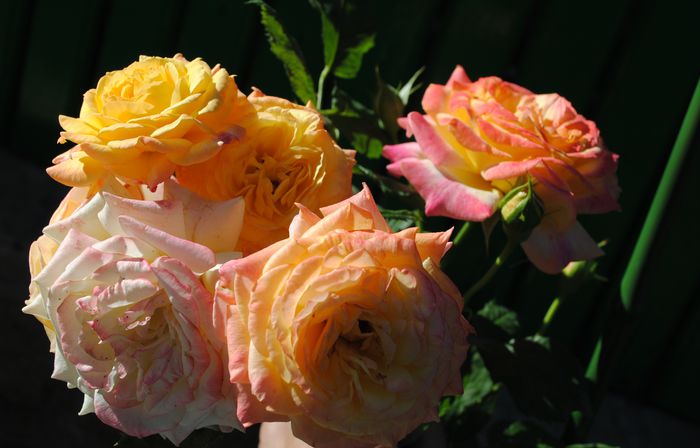 gartenspass_kordes