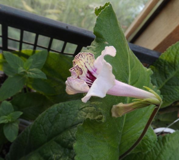 Gina-27iun2015 - Gesneriaceae-Streptocarpusi