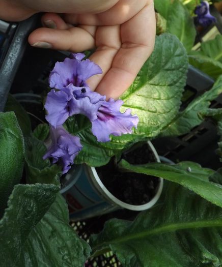 DS_Birth of Typhoon27iun2015 - Gesneriaceae-Streptocarpusi