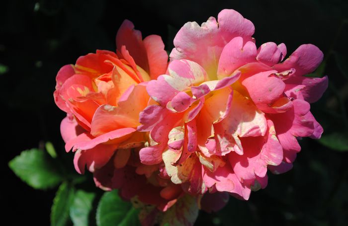 rose des cisterciens