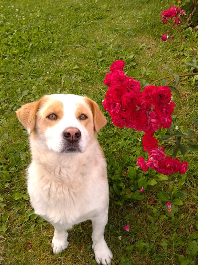 Fotografie0012 - AAAAAAAAA_OSMAN_IN MEMORIAM