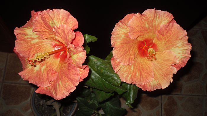 27 iunie 2015 - Hibiscus2015