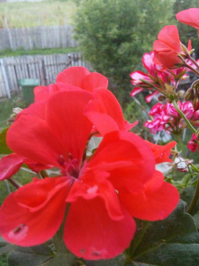 IMG_20150620_204816 - diverse 2015