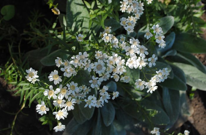 achillea ptarmica