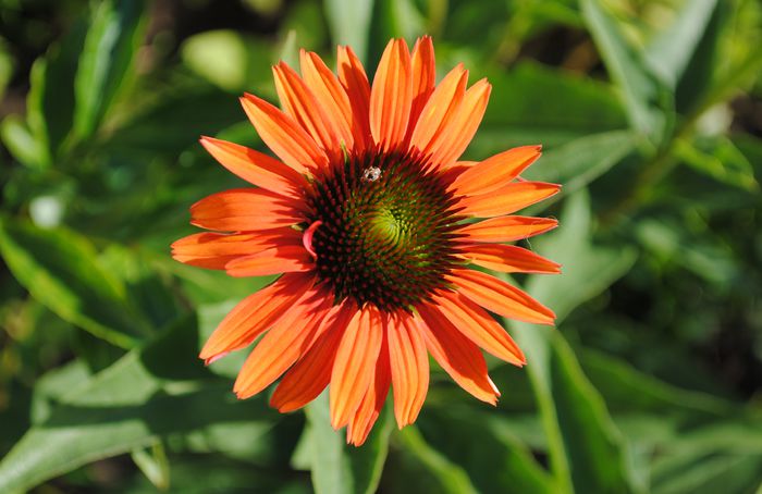 Echinacea Hot Lava