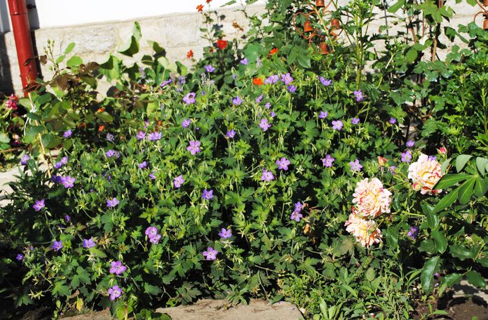 geranium vlassovianum