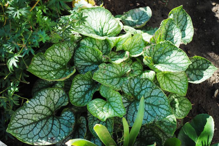 Brunnera mr morse