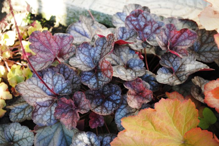 heuchera rave on - 2015 plantele mele - II