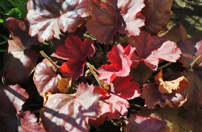 heuchera cherry-cola